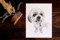 Hundeportrait, handgemalt, Shih Tzu, Tierportrait Schleswig-Holstein - Oldendorf (Holstein) Vorschau