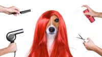 Ausbildung-Kurs zu Hundefriseur     ✂️ Baden-Württemberg - Villingen-Schwenningen Vorschau