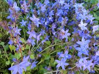 Glockenblume blau Bodendecker bienenfreundlich Baden-Württemberg - Lauda-Königshofen Vorschau