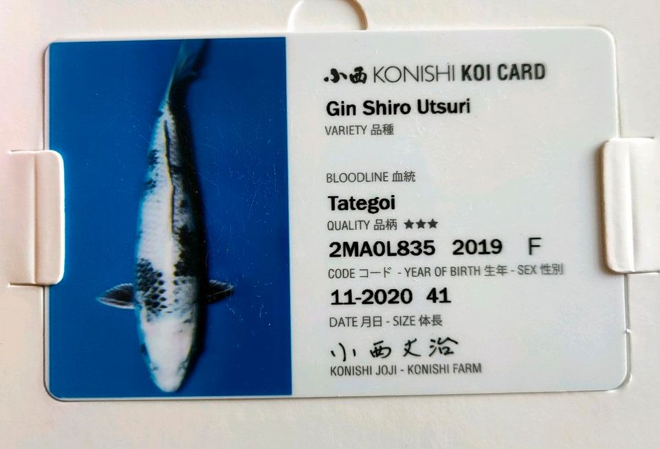 Gin Shiro Utsuri - Konishi Koi - 5 Jahre - 49cm -female in Lingen (Ems)