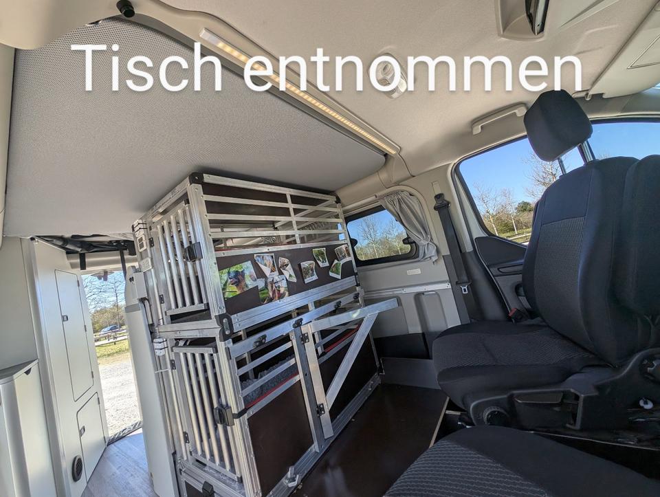 Doggie-Mobil: Ford Nugget Aufstelldach mit 2 grossen Hundeboxen in Grafrath