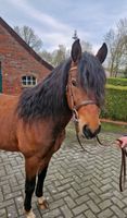 New Forest Pony Hengst gekört Niedersachsen - Aurich Vorschau