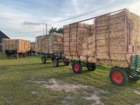 HD Ballen Gerstenstroh Deko Stroh Schleswig-Holstein - Oststeinbek Vorschau