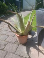 Aloe Pflanze Bayern - Rohrdorf Vorschau