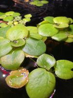 Südamerikanischer Froschbiss Schwimmpflanze Aquarium Thüringen - Kahla Vorschau