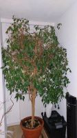 Ficus Zimmerpflanzen München - Untergiesing-Harlaching Vorschau