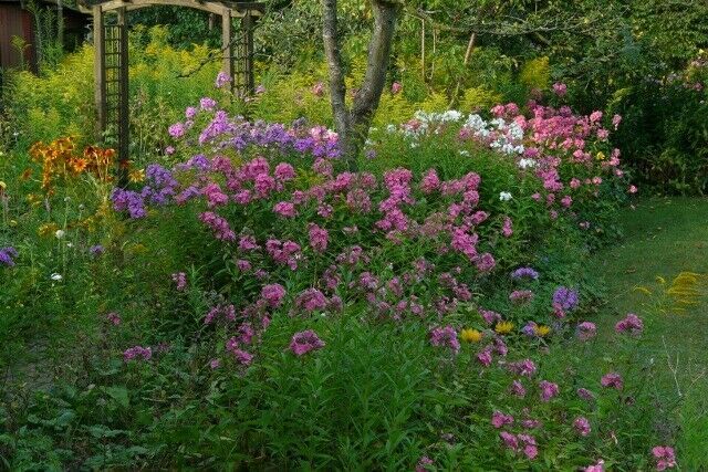 Blumenstauden, Stauden, Büsche, Kräuter, Bodendecker in Eggebek