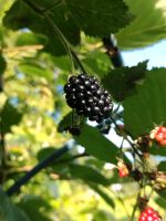 Brombeeren dornenlose Rheinland-Pfalz - Bendorf Vorschau