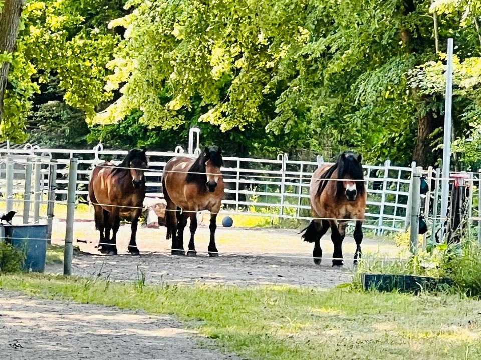 Aufzuchtplätze Stute / Wallach - Offenstall mit Trail in Lunestedt