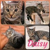 Katze, kastriert, EKH ❤️ Daisy ❤️ Brandenburg - Dahme/Mark Vorschau