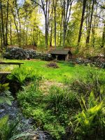 Ziegen Garten grasen Nordrhein-Westfalen - Hiddenhausen Vorschau