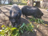 Zwei Minischweine (Sauen) Parchim - Landkreis - Plau am See Vorschau