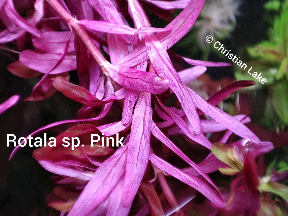 ❌ VERKAUFT ❌⭐☘️ Rotala sp. Pink Aquariumpflanzen in Meppen