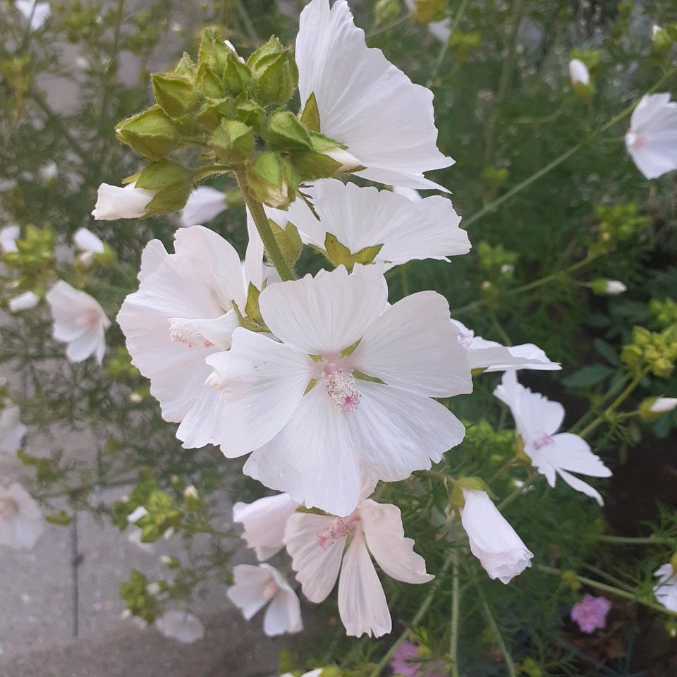 Samen Malven weiß oder rosa in Krumbach Schwaben