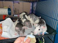 5 Ratten suchen ein neues Zuhause Saarland - Neunkirchen Vorschau