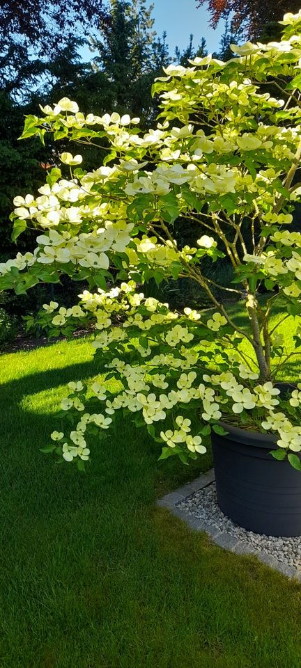 Japanischer Hartriegel / Cornus Kousa "Venus" - 270 / 230cm in Günzburg