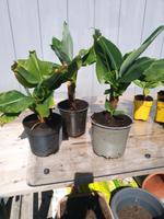 Musa x paradisiaca 'Dwarf Cavendish' - Essbanane Niedersachsen - Celle Vorschau