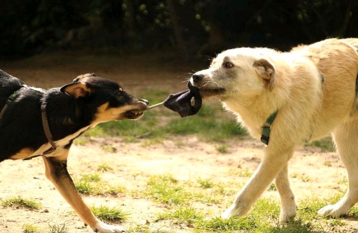 Roshko, 3 Jahre, kastriert, *TIERSCHUTZ* in Süstedt