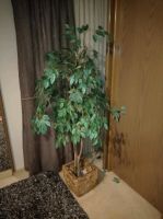 Kunstpflanze Ficus Benjamini Niedersachsen - Wietmarschen Vorschau