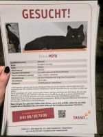 Suche/Vermisst schwarze Katze Nordrhein-Westfalen - Paderborn Vorschau