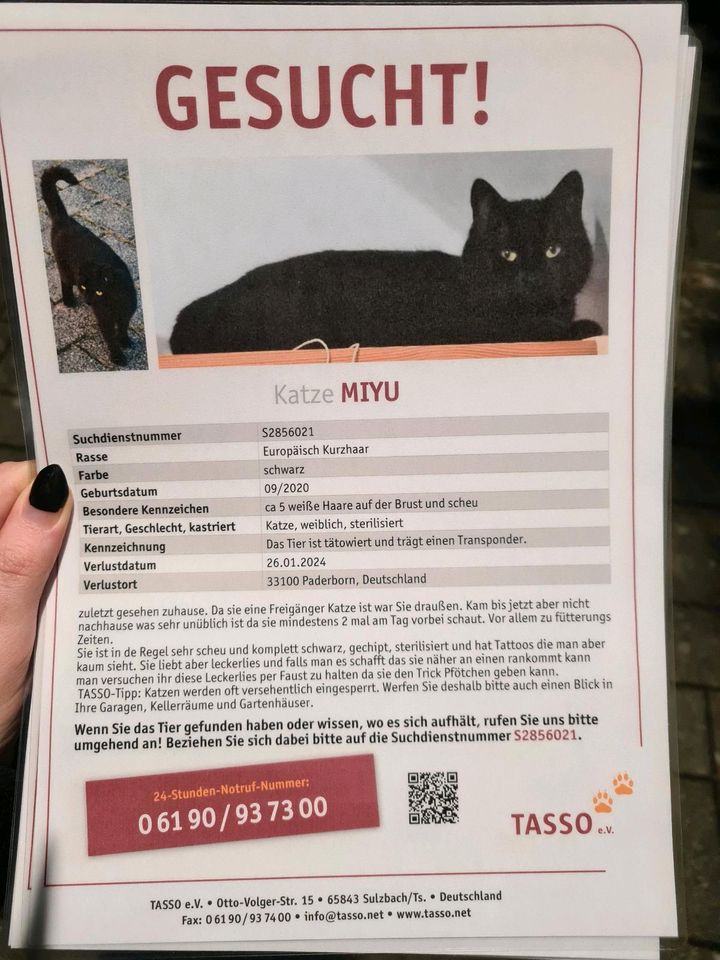 Suche/Vermisst schwarze Katze in Paderborn