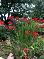 Rote Montbretie Crocosmia Pflanze oder Zwiebel Aachen - Aachen-Laurensberg Vorschau