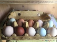 (keine)Bruteier Bunt Blumenhuhn Orloff Marans Orpington Aurocaner Sachsen - Striegistal Vorschau