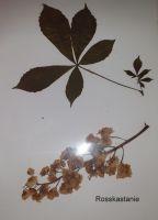 gepresste getrocknete Herbarium-Pflanzen aus vielen Familien Wandsbek - Hamburg Rahlstedt Vorschau