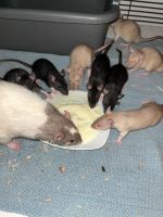 Rattenbaby‘s in liebevolle Hände abzugeben Bielefeld - Stieghorst Vorschau