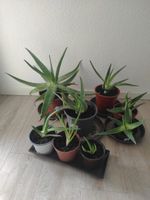 Aloe Vera  in verschiedenen Größen Baden-Württemberg - Bretten Vorschau