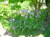 Schwertlilie, Iris in Weiß, Gelb, Hellblau u.a. Nordrhein-Westfalen - Witten Vorschau