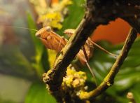 Sphodromantis lineola, Ghana-Gottesanbeterin München - Untergiesing-Harlaching Vorschau