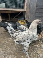 Kücken von diesen großen Hühnern zur Abgabe Rheinland-Pfalz - Betzdorf Vorschau