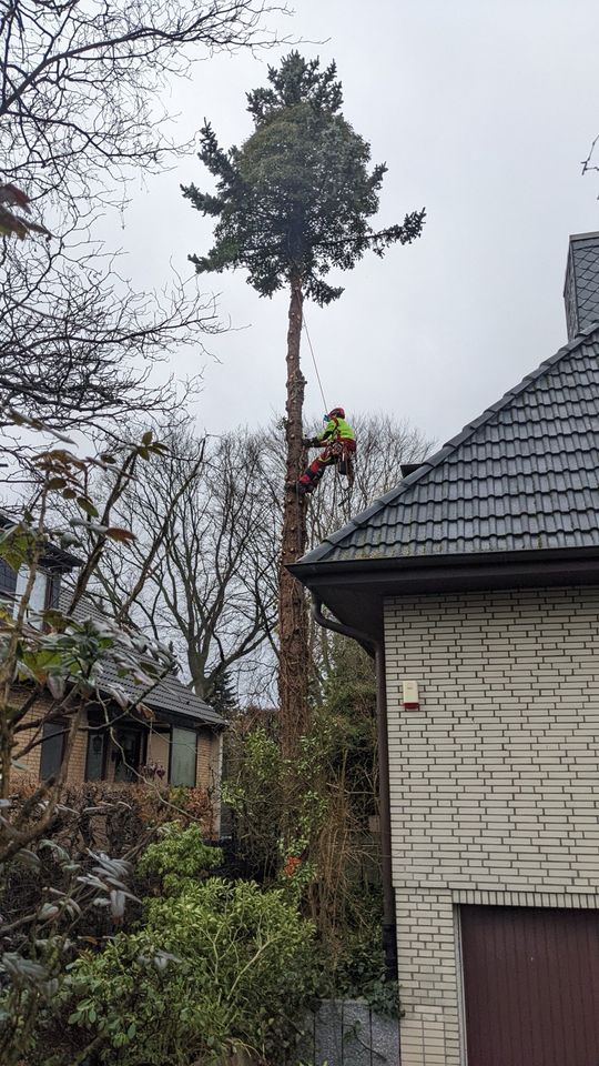 Sturmschäden Beseitigung, Baumfällungen in Hamburg