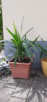 Zimmerpflanze Yucca 80cm Bayern - Mering Vorschau