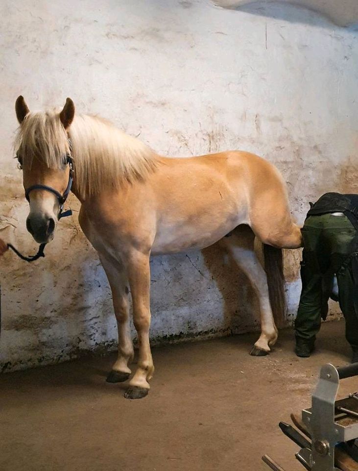 Hübscher 2.Jähriger Haflinger Wallach in Hamm