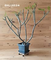 Plumeria / Frangipani-Baum zu verkaufen Dresden - Loschwitz Vorschau