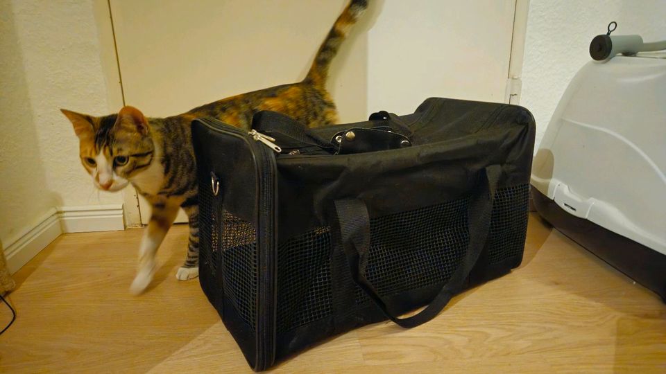 Transporttasche für Katzen in Berlin