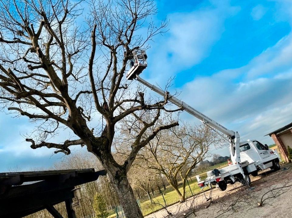 Gärtner-Gartenpflege-Heckenschnitt-Rollrasen-… in Viersen