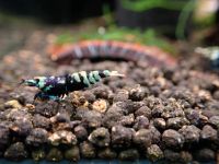 Purple metallic Nanashi / Caridina Garnelen Niedersachsen - Vechelde Vorschau