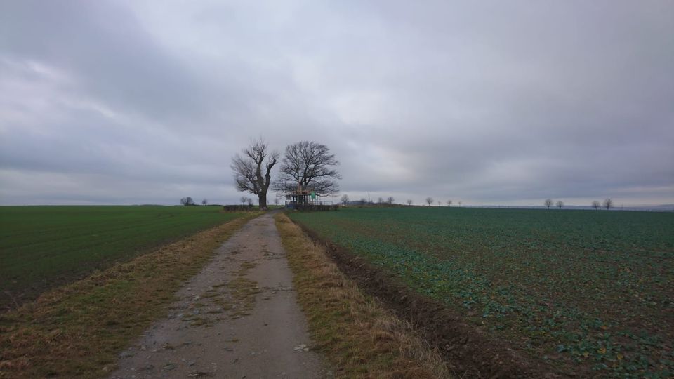 Wandercoaching- Gespräche beim Laufen (Walk & Talk) in Dresden