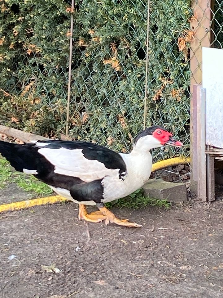 Warzenenten / Flugenten Erpel in Petershagen