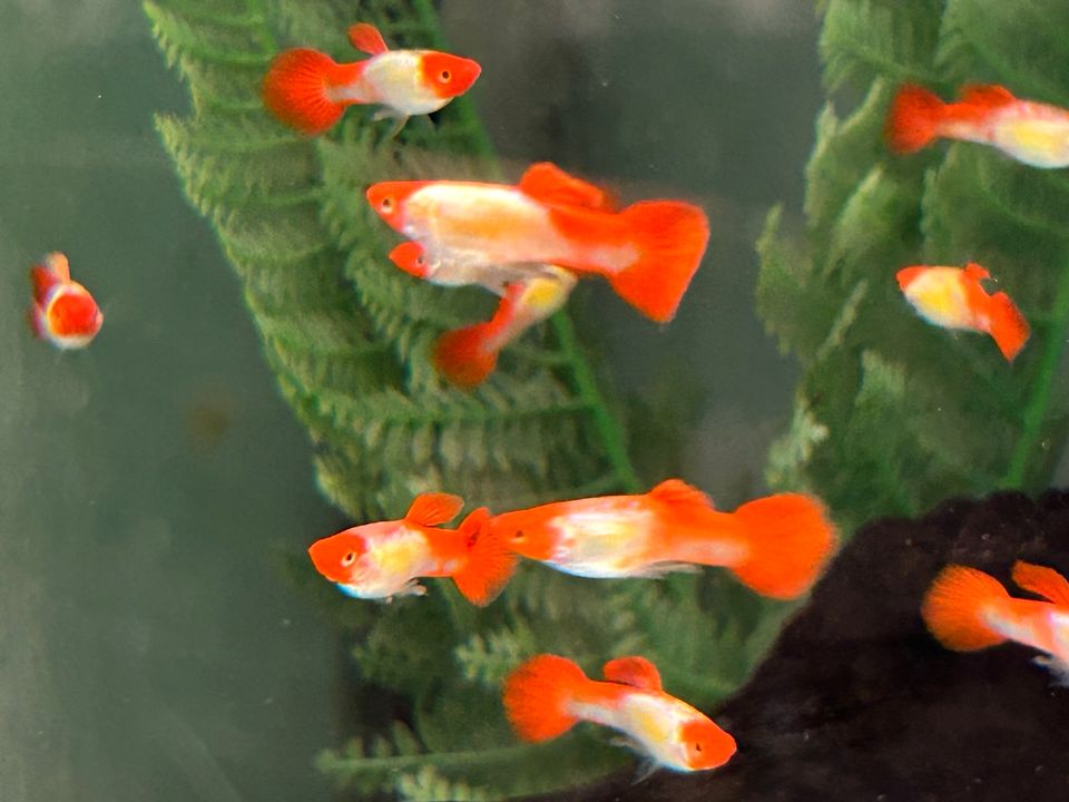 Koi Red Cap  Guppy 3-3,5cm  Männchen u. Weibchen in Rangendingen