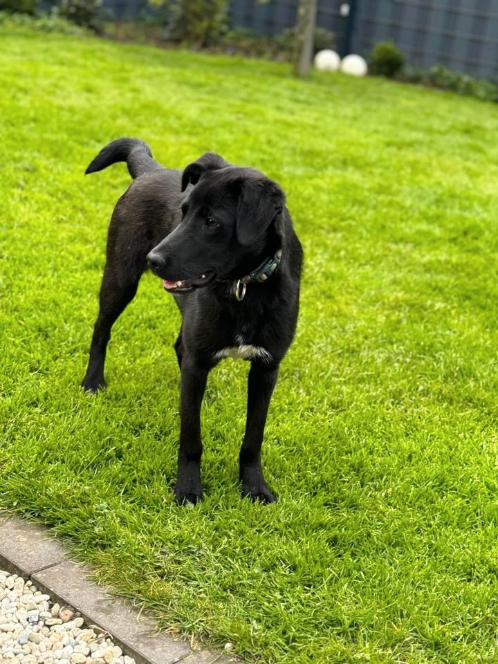 Herzenshündin JUNO❤️ sucht ihre Menschen in Herten