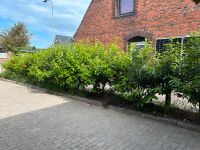 Kirschlorbeer Hecke pflanzen Schleswig-Holstein - Hanerau-Hademarschen Vorschau