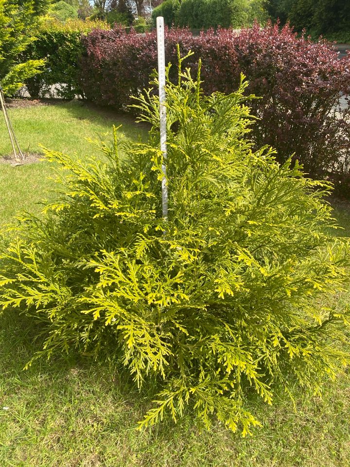 Lebensbaum - Tanne - Pflanze - immergrün in Glinde