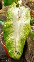 Philodendron Paraiso Verde Variegata - M33 Hessen - Obertshausen Vorschau