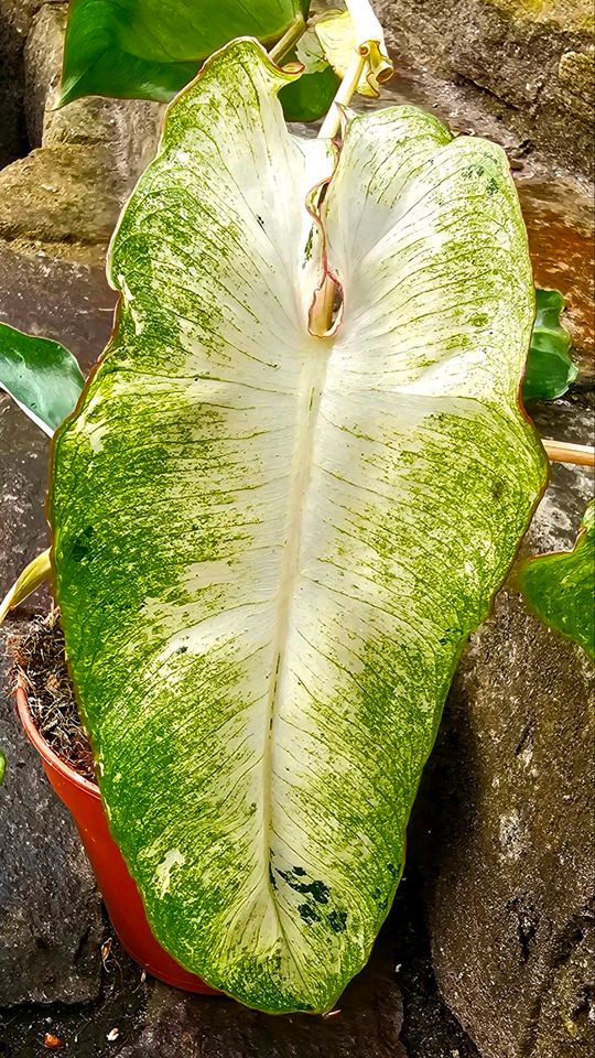 Philodendron Paraiso Verde Variegata - M33 in Obertshausen