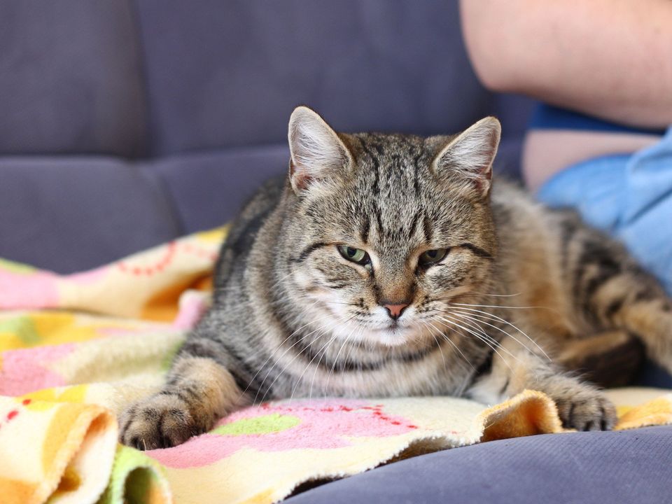 TIERCHUTZ Katze Kasja sucht ein liebevolles zu Hause in Hamburg