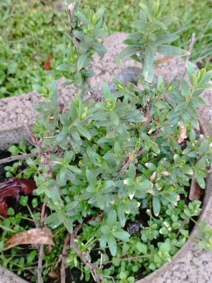 Ysop Kraut pflanze Ableger Bienenfreundlich in Naumburg (Saale)